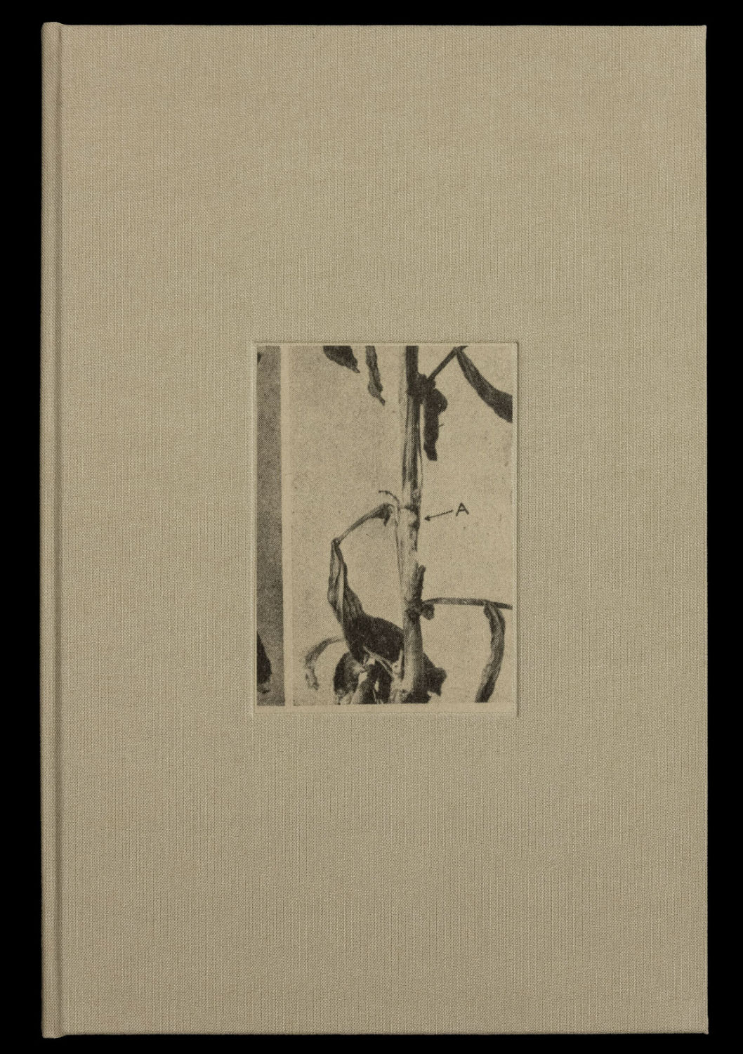 36 Potplants by WYSOCKA / POGO - Tipi bookshop