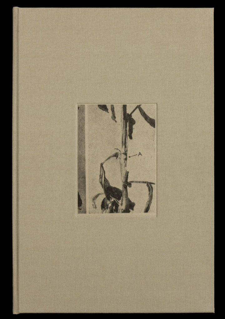36 Potplants by WYSOCKA / POGO - Tipi bookshop