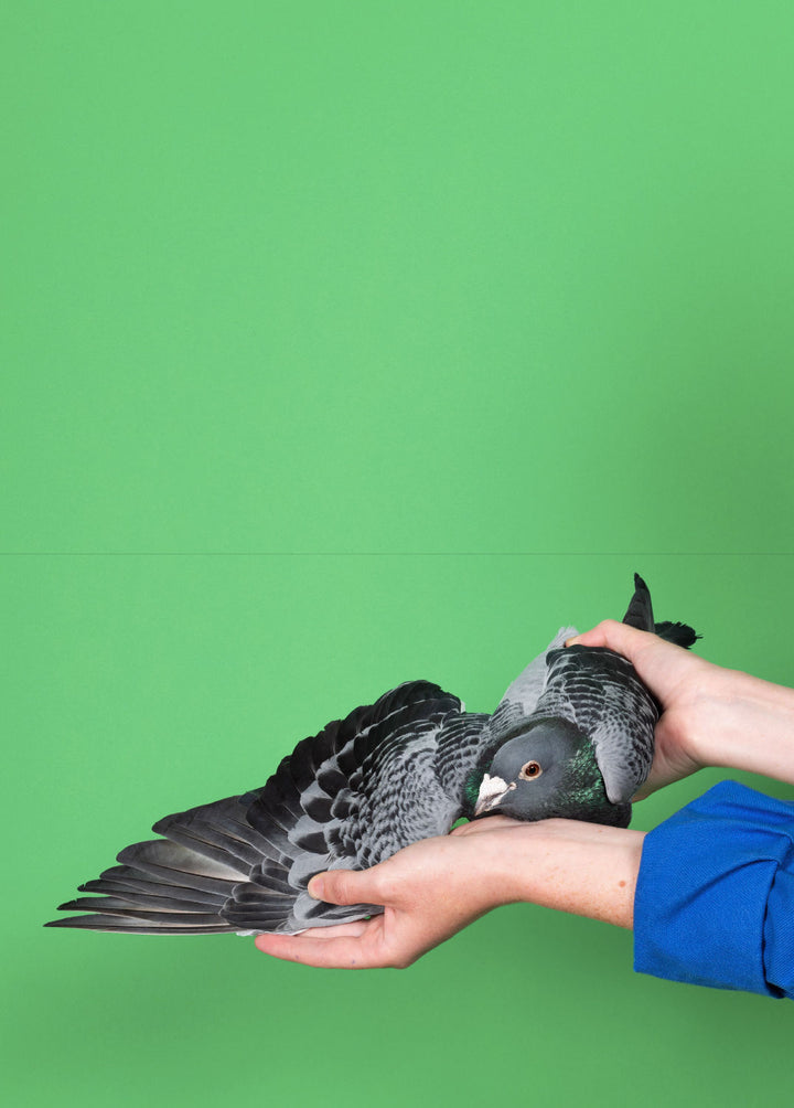 Pigeon Paradise by Lucas Castel