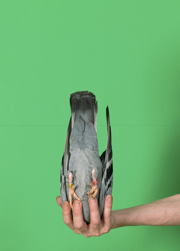 Pigeon Paradise by Lucas Castel