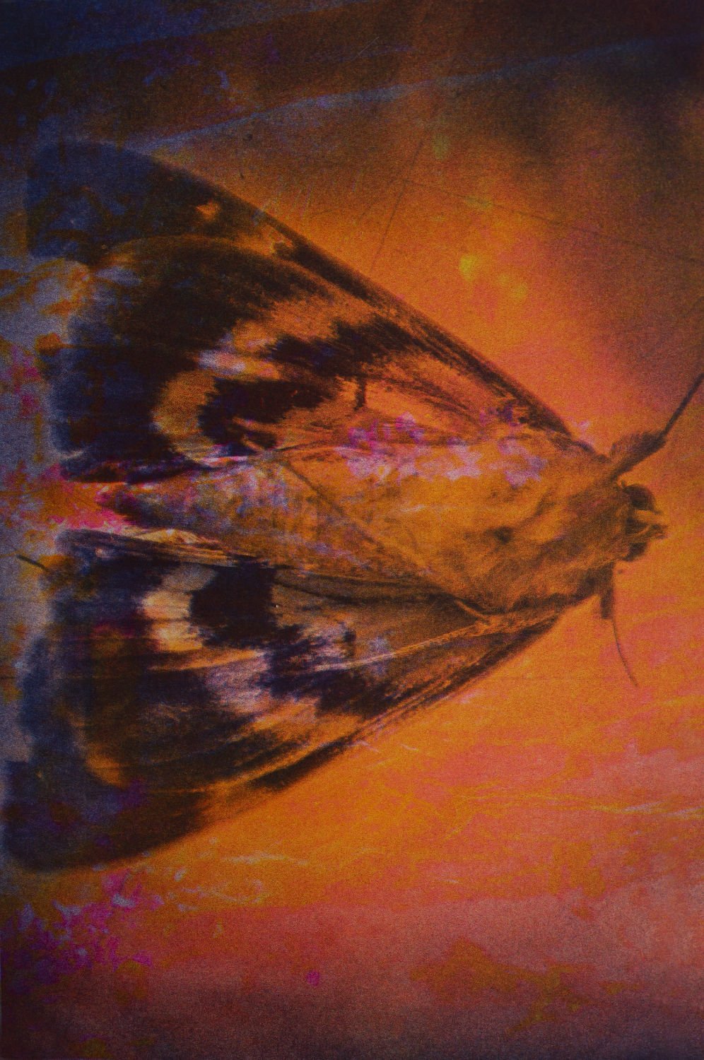Antidotum by saskia vanderheyden - Tipi bookshop