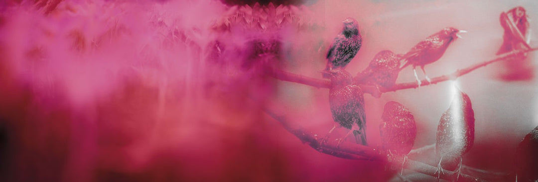 Antidotum by saskia vanderheyden - Tipi bookshop