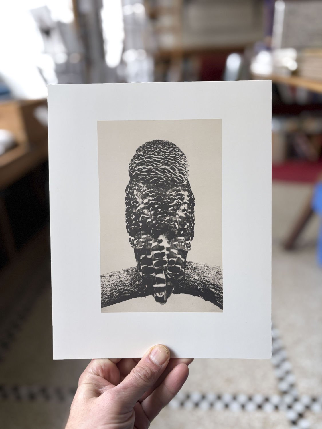 Benrido Collotype - Yamamoto Masao: Birds 2 - Tipi bookshop