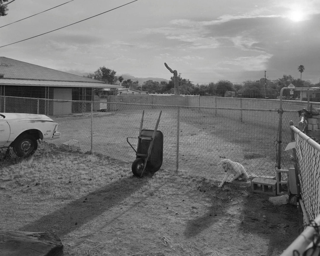 Dogbreath by Matthew Genitempo Signed - Tipi bookshop