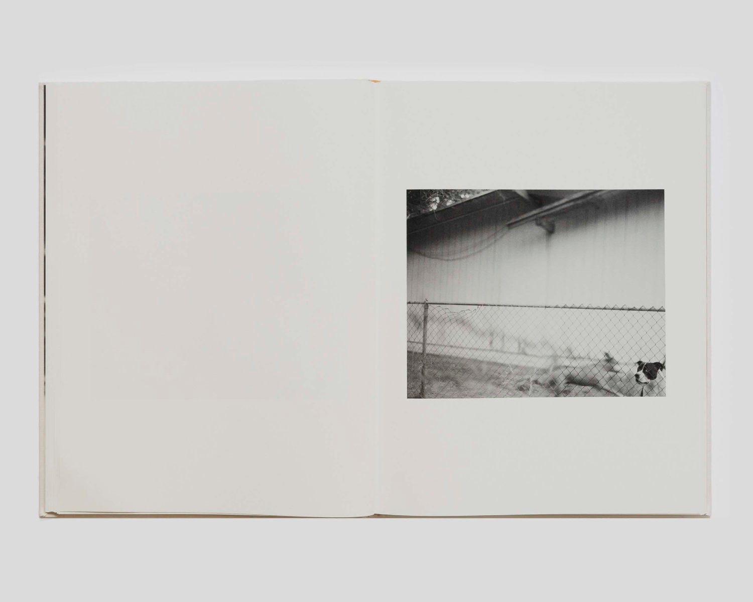 Dogbreath by Matthew Genitempo SIGNED at the Tipi bookshop