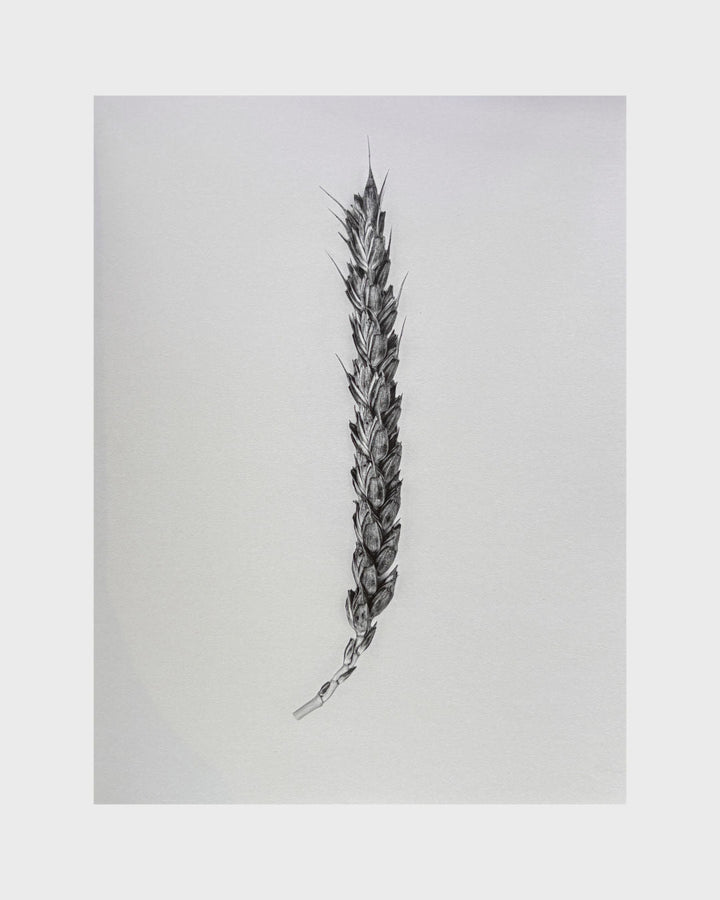 Ephemeris by Olga Cafiero - Tipi bookshop