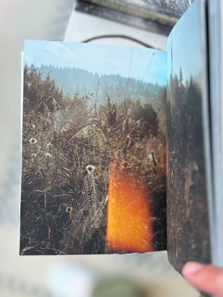 Find me near the chestnut trees by Jule Wild - Tipi bookshop