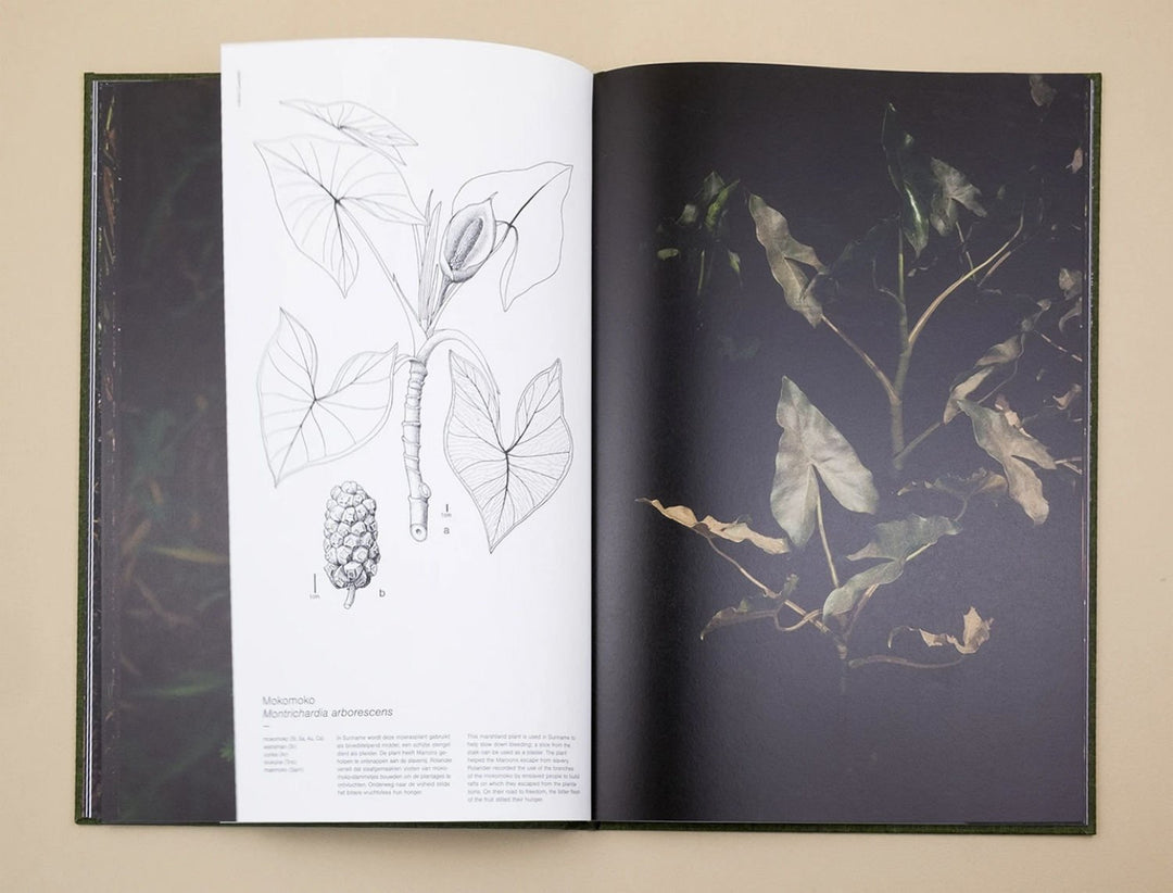 Fourteen Leaves and a Cup of Water by Michelle Piergoelam - Tipi bookshop