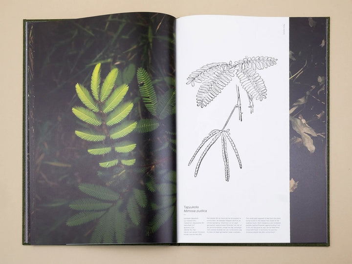 Fourteen Leaves and a Cup of Water by Michelle Piergoelam - Tipi bookshop