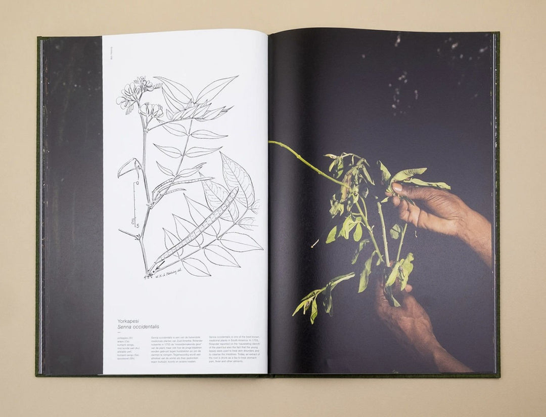 Fourteen Leaves and a Cup of Water by Michelle Piergoelam - Tipi bookshop