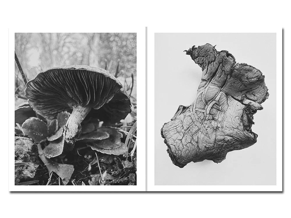 Fruiting Bodies by Ying Ang - Tipi bookshop