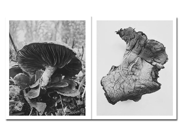 Fruiting Bodies by Ying Ang - Tipi bookshop