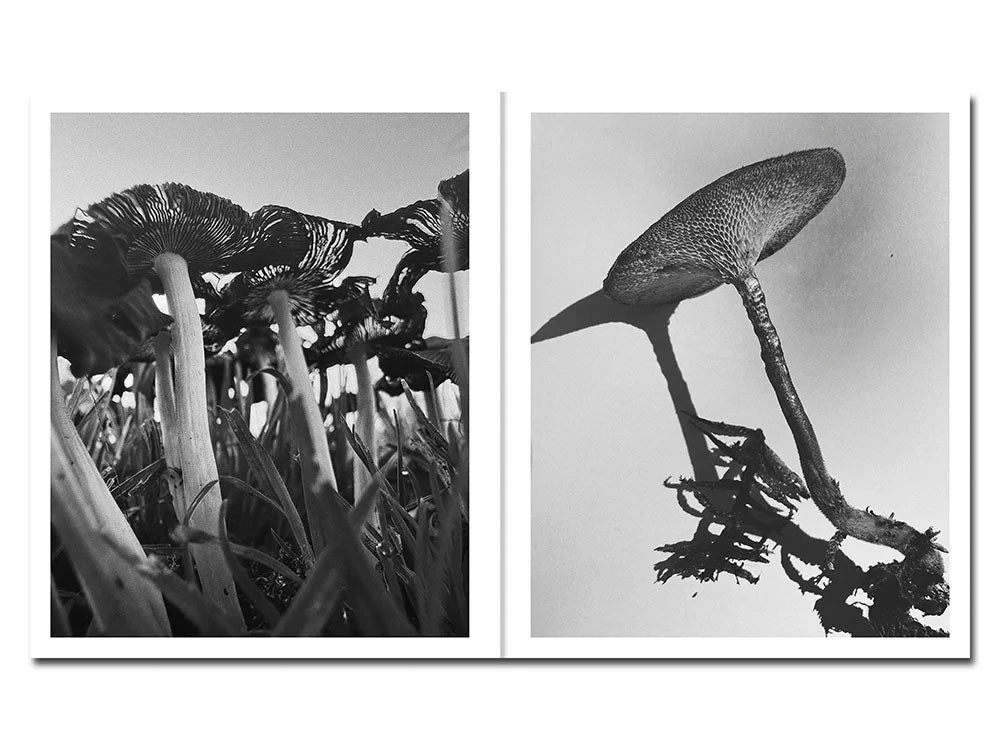 Fruiting Bodies by Ying Ang - Tipi bookshop