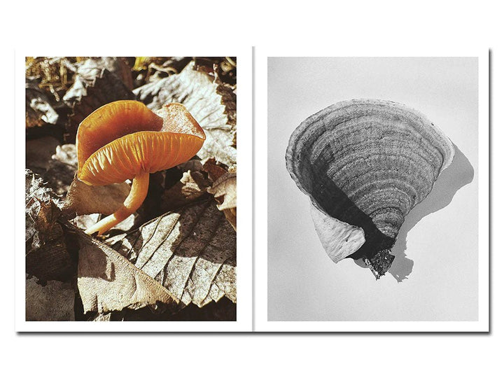 Fruiting Bodies by Ying Ang - Tipi bookshop
