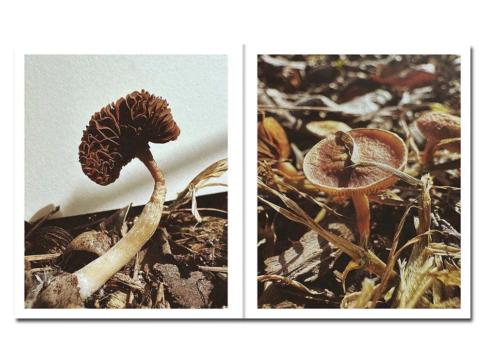 Fruiting Bodies by Ying Ang - Tipi bookshop