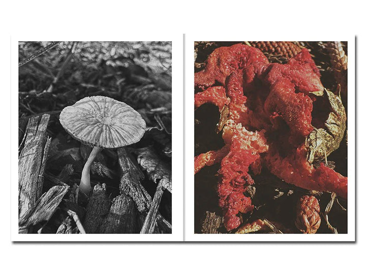 Fruiting Bodies by Ying Ang - Tipi bookshop