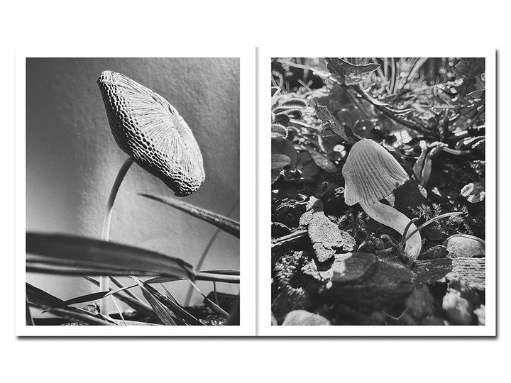 Fruiting Bodies by Ying Ang - Tipi bookshop