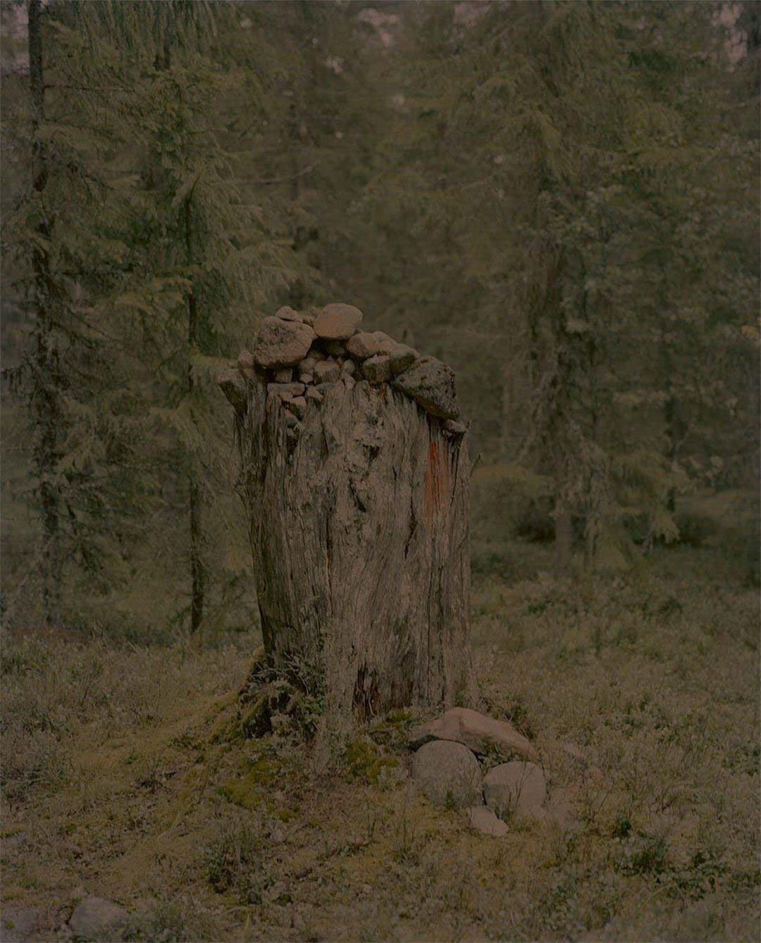 Gertrud by Maja Daniels - Tipi bookshop