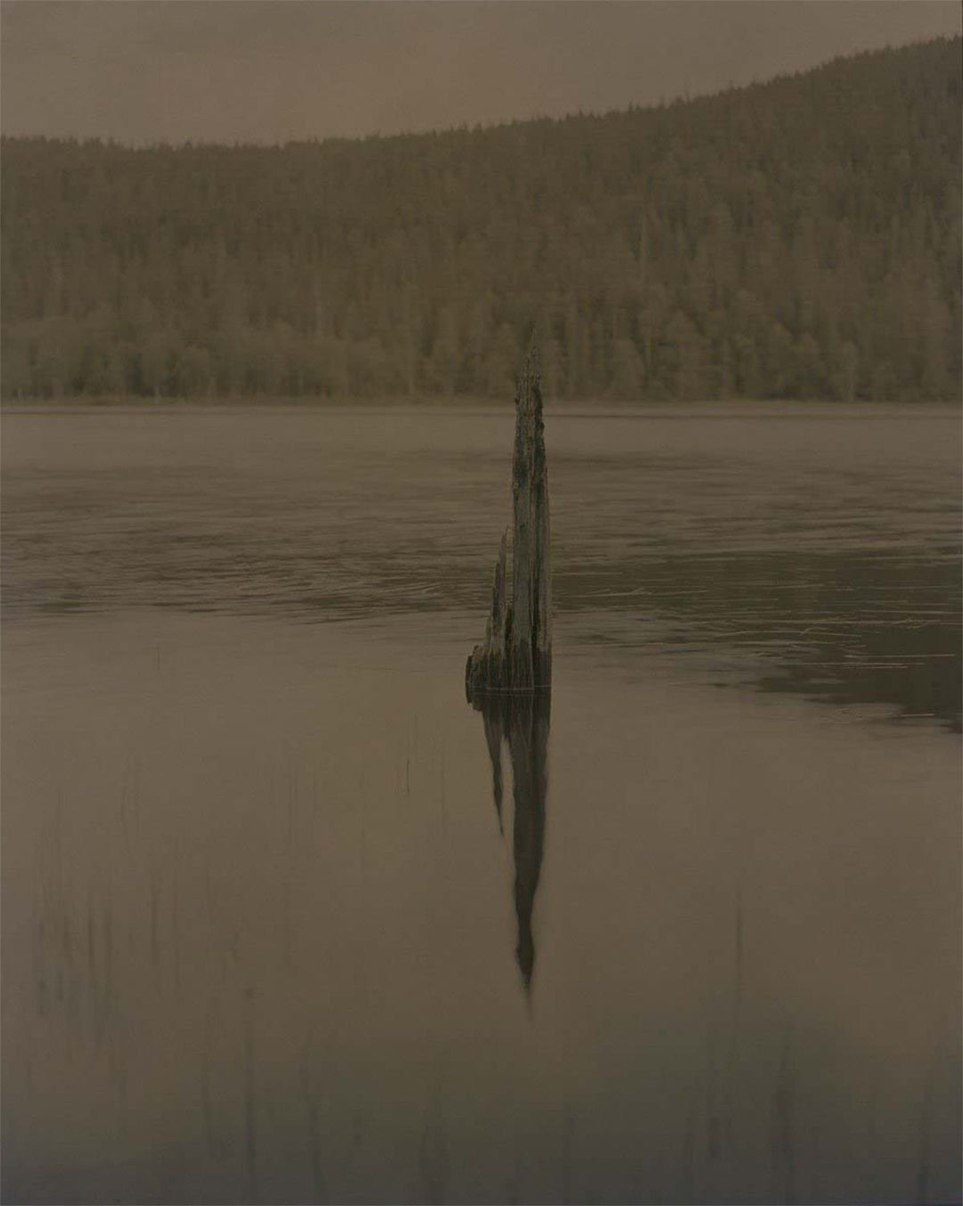 Gertrud by Maja Daniels - Tipi bookshop
