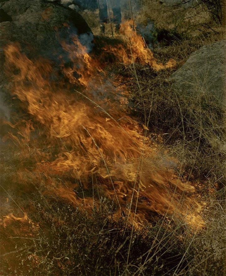 Gertrud by Maja Daniels - Tipi bookshop