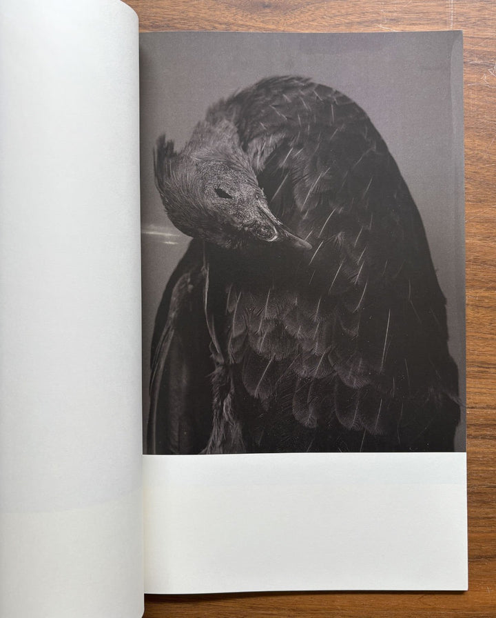 Half a Chisel to the Earth by Tommy Nease - Tipi bookshop