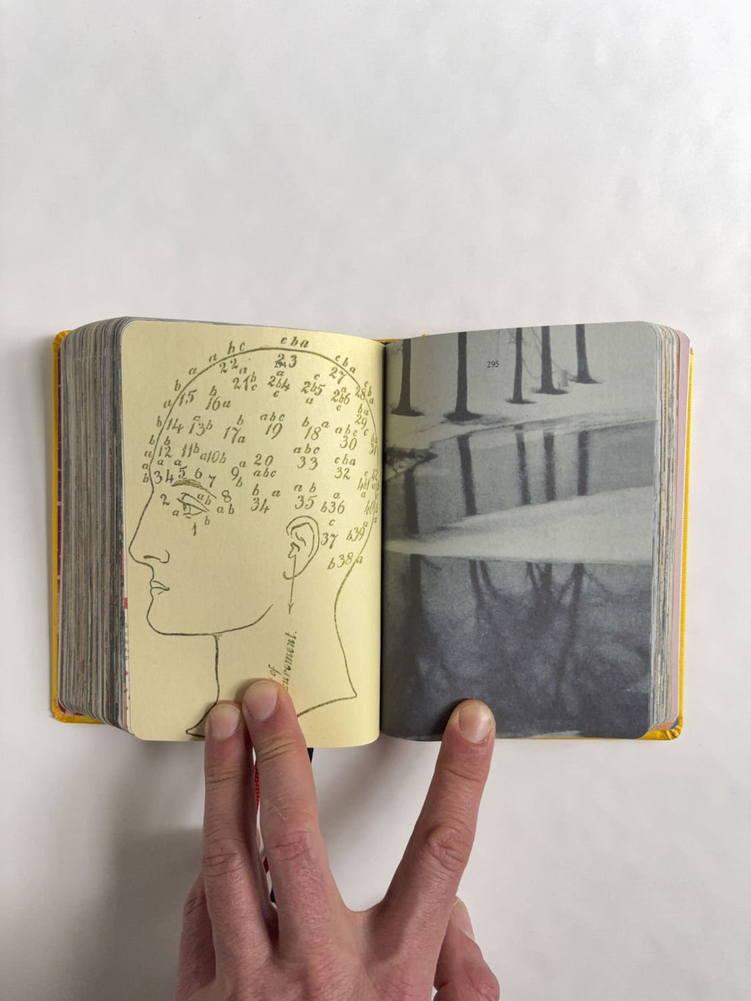 Homographs A pictionary book by Allegra Baggio Corradi - Tipi bookshop