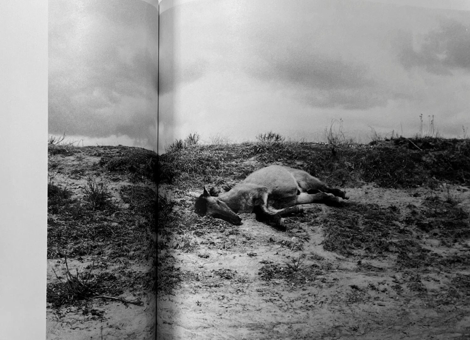 Juno by Louise Honée - Tipi bookshop