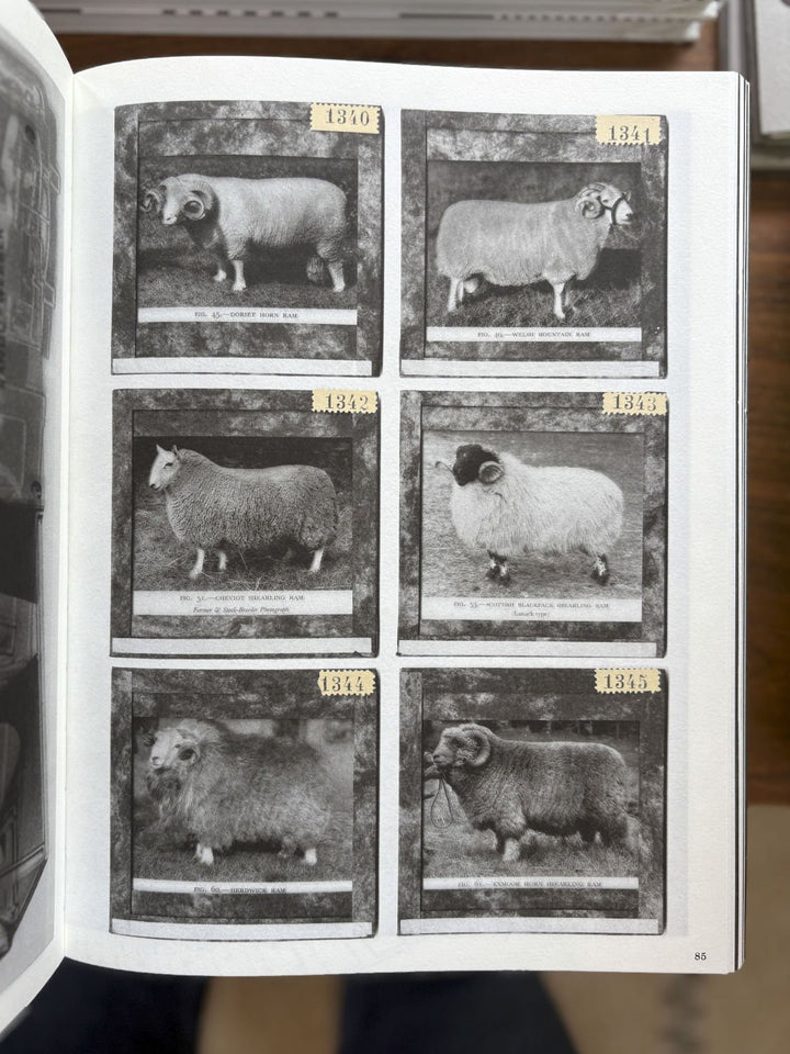 La Nonpareille by Batia Suter - Tipi bookshop