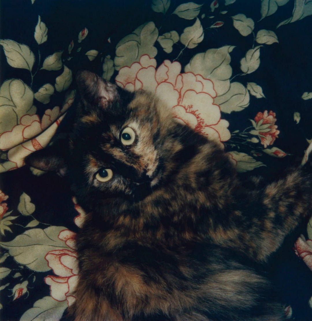 L.A Polaroids by Robby Müller - Tipi bookshop