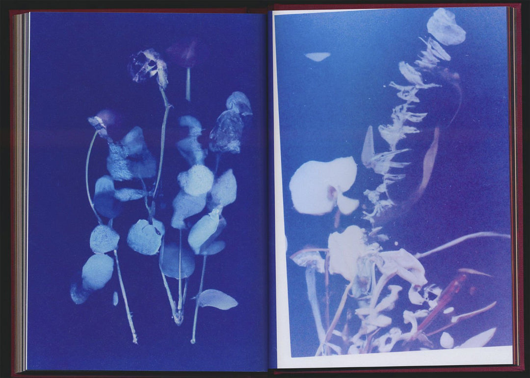 No flowers by Akosua Viktoria Adu - Sanyah - Tipi bookshop
