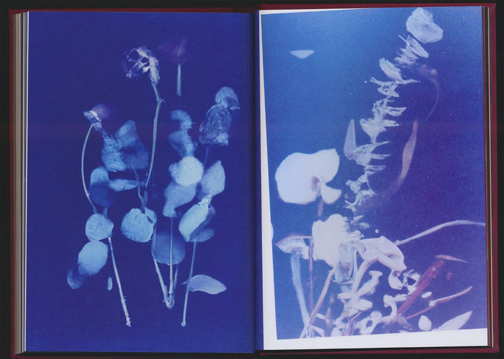 No flowers by Akosua Viktoria Adu - Sanyah - Tipi bookshop