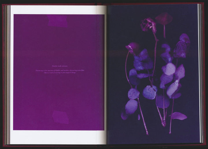 No flowers by Akosua Viktoria Adu - Sanyah - Tipi bookshop