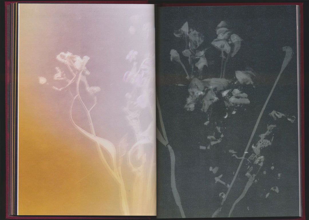 No flowers by Akosua Viktoria Adu - Sanyah - Tipi bookshop