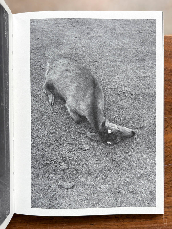 On Heaven's Doorsill by Roxana Savin - Tipi bookshop