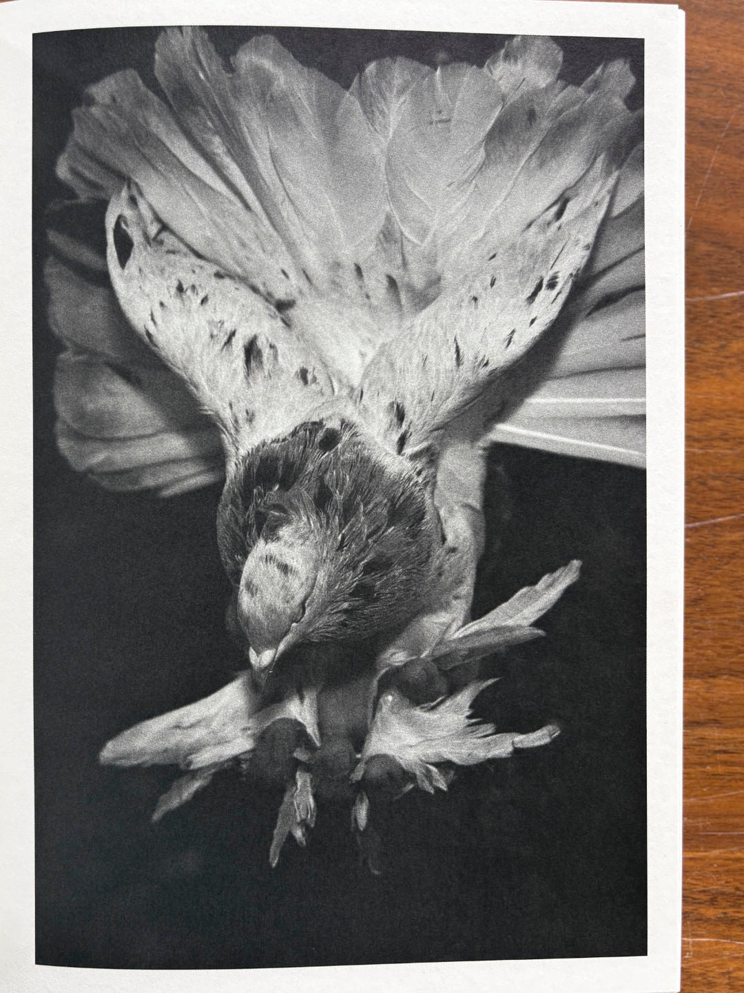 On Heaven's Doorsill by Roxana Savin - Tipi bookshop
