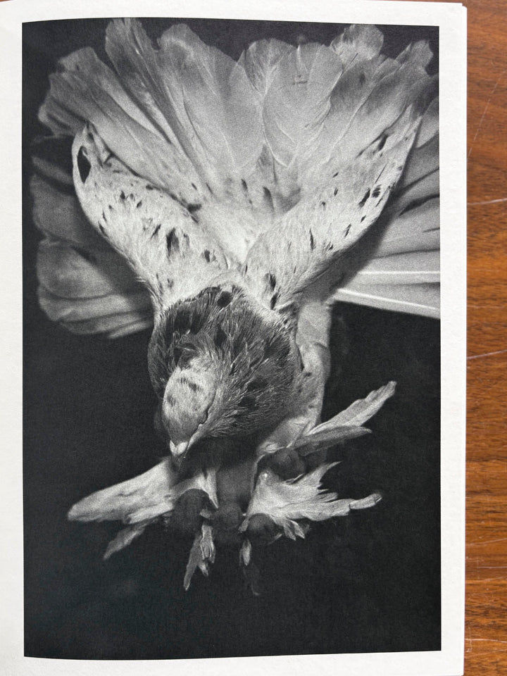 On Heaven's Doorsill by Roxana Savin - Tipi bookshop