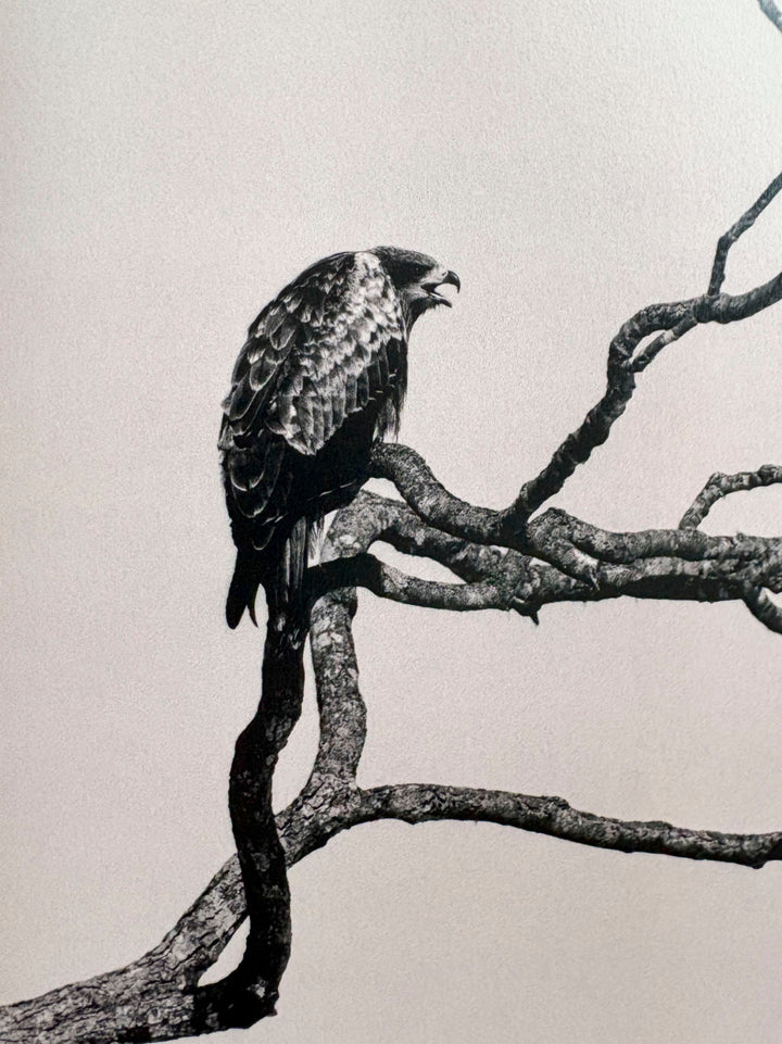 Owl by Yamamoto Masao - Tipi bookshop