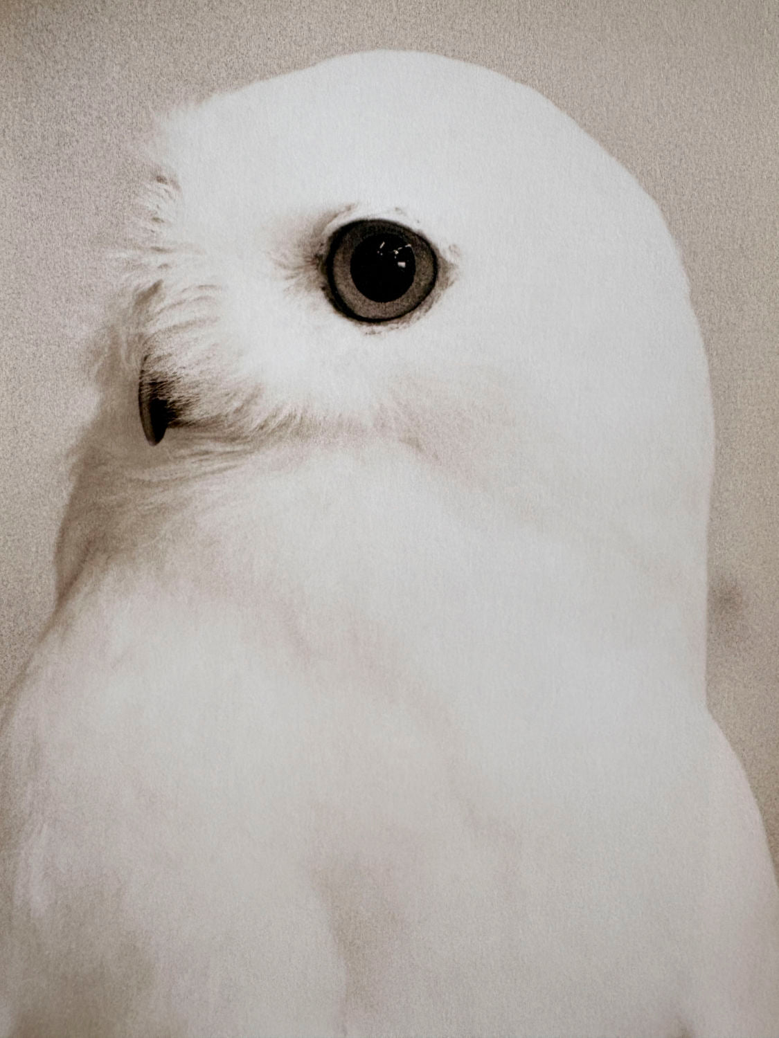 Owl by Yamamoto Masao at the Tipi bookshop
