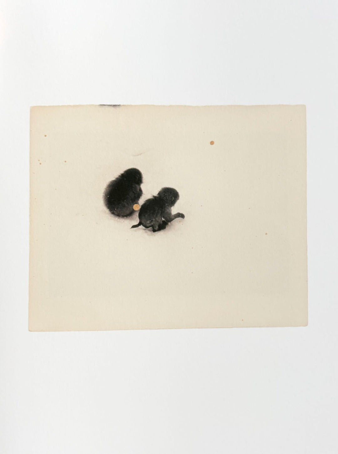 Owl by Yamamoto Masao - Tipi bookshop