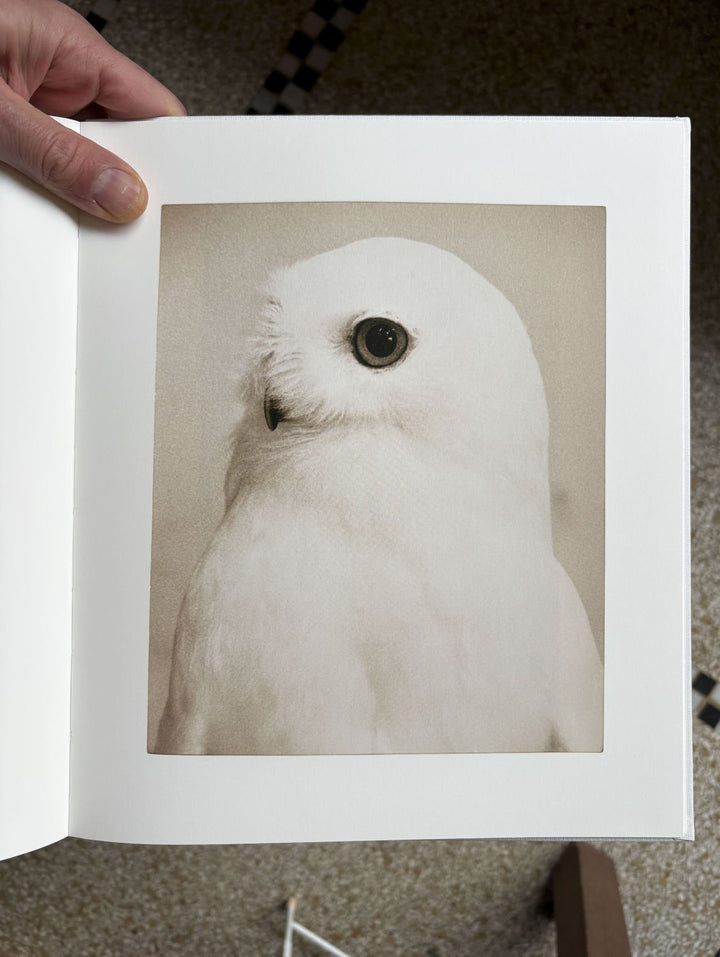 Owl by Yamamoto Masao - Tipi bookshop