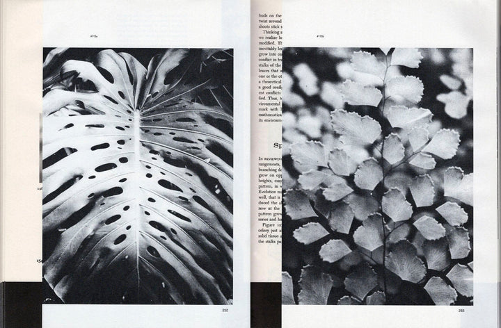 Patterns in Nature by Peter S. Stevens & Yiannis Papadopoulos - Tipi bookshop