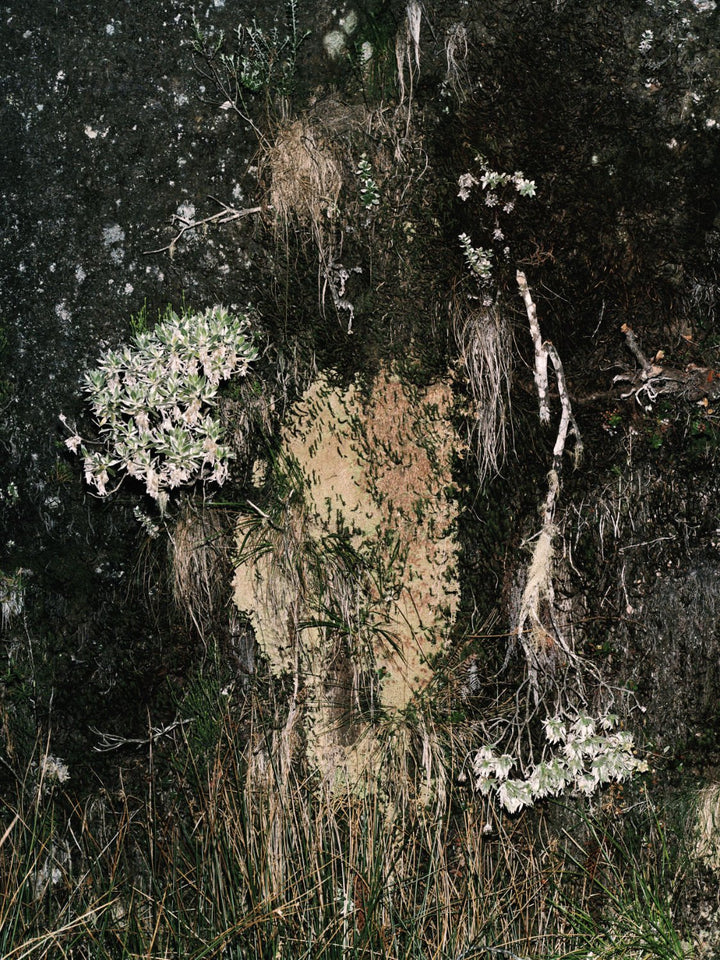 Péi Brilé / Pays brûlé / Burnt Land by Maxime Brygo - Tipi bookshop