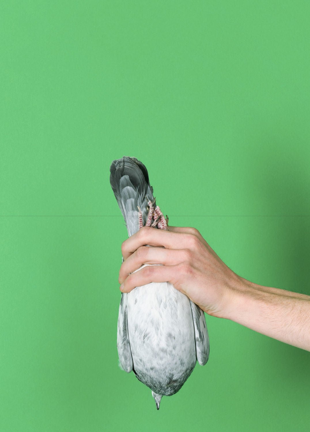 Pigeon Paradise by Lucas Castel - Tipi bookshop