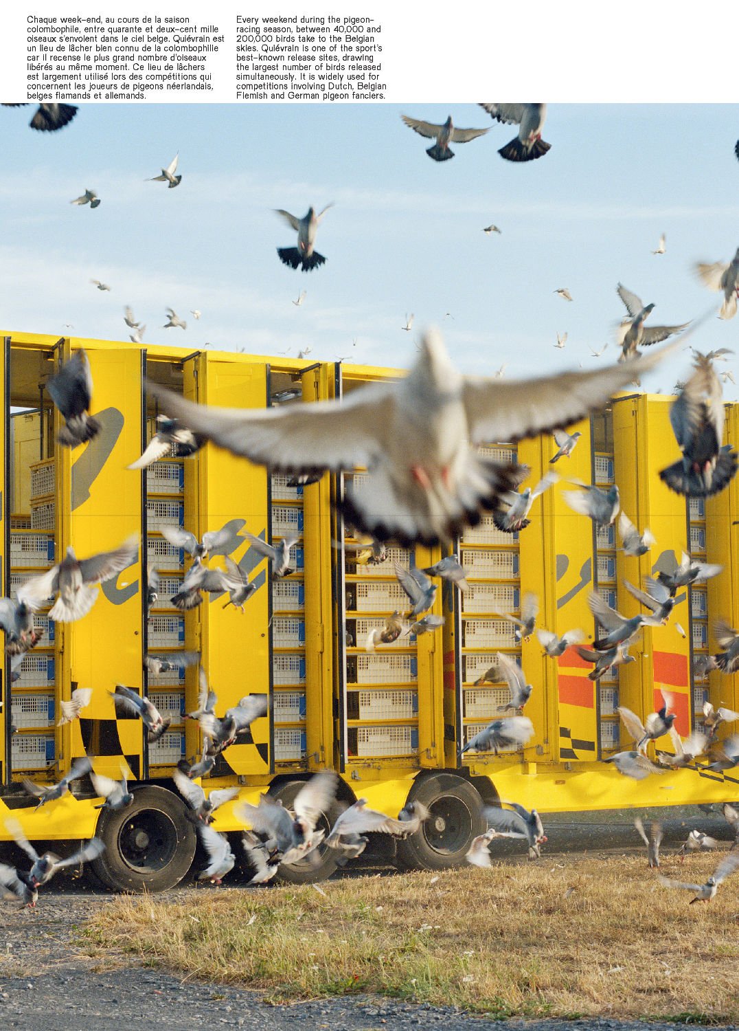 Pigeon Paradise by Lucas Castel - Tipi bookshop