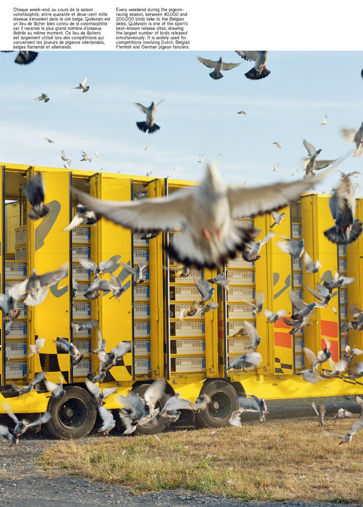 Pigeon Paradise by Lucas Castel - Tipi bookshop