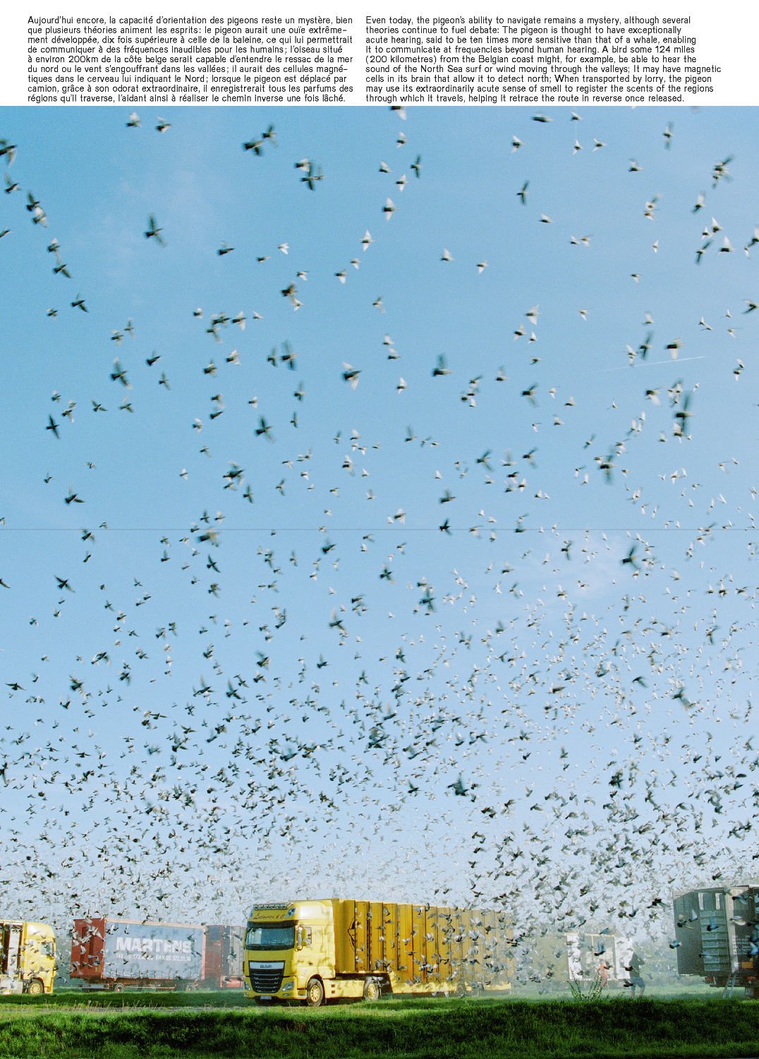 Pigeon Paradise by Lucas Castel - Tipi bookshop