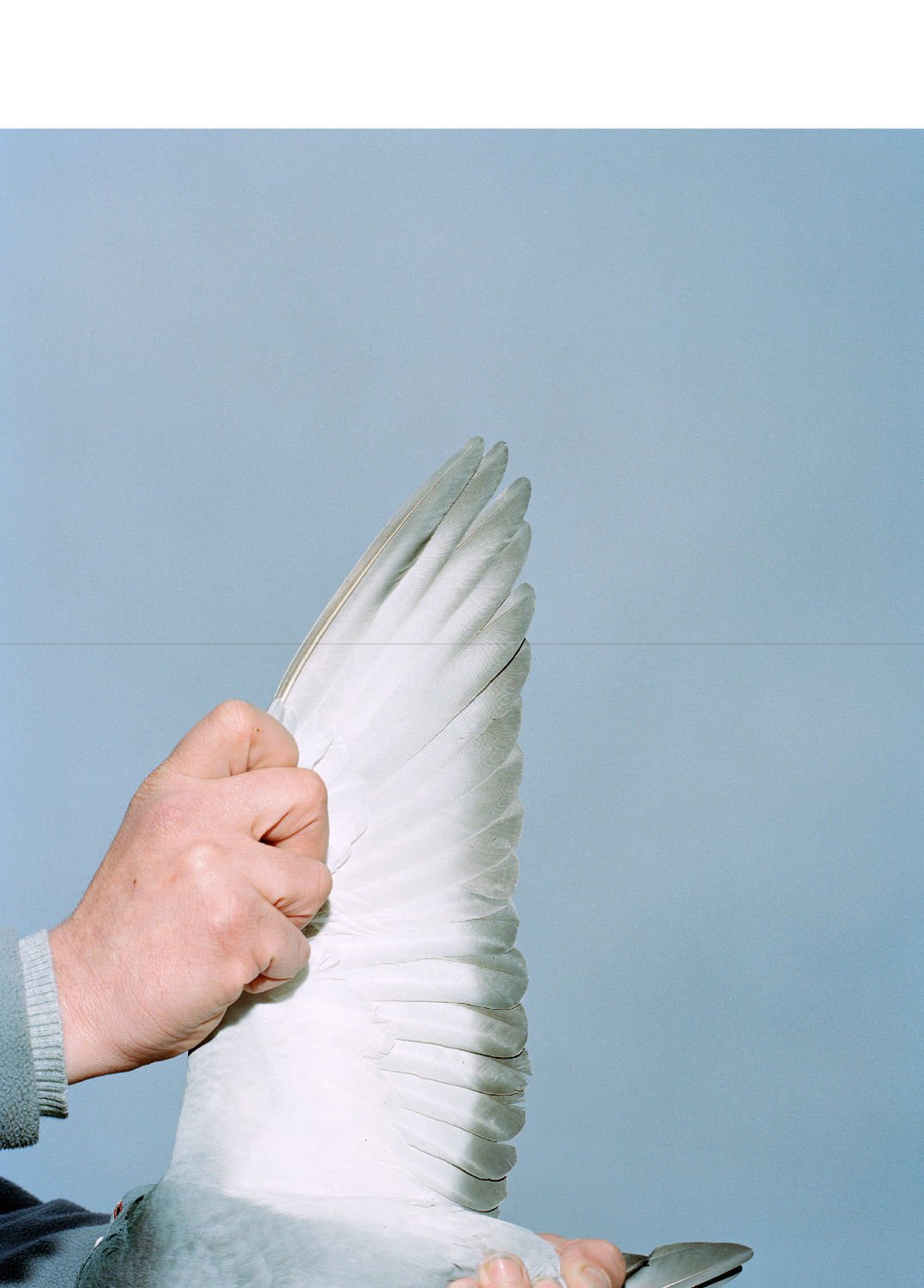 Pigeon Paradise by Lucas Castel - Tipi bookshop