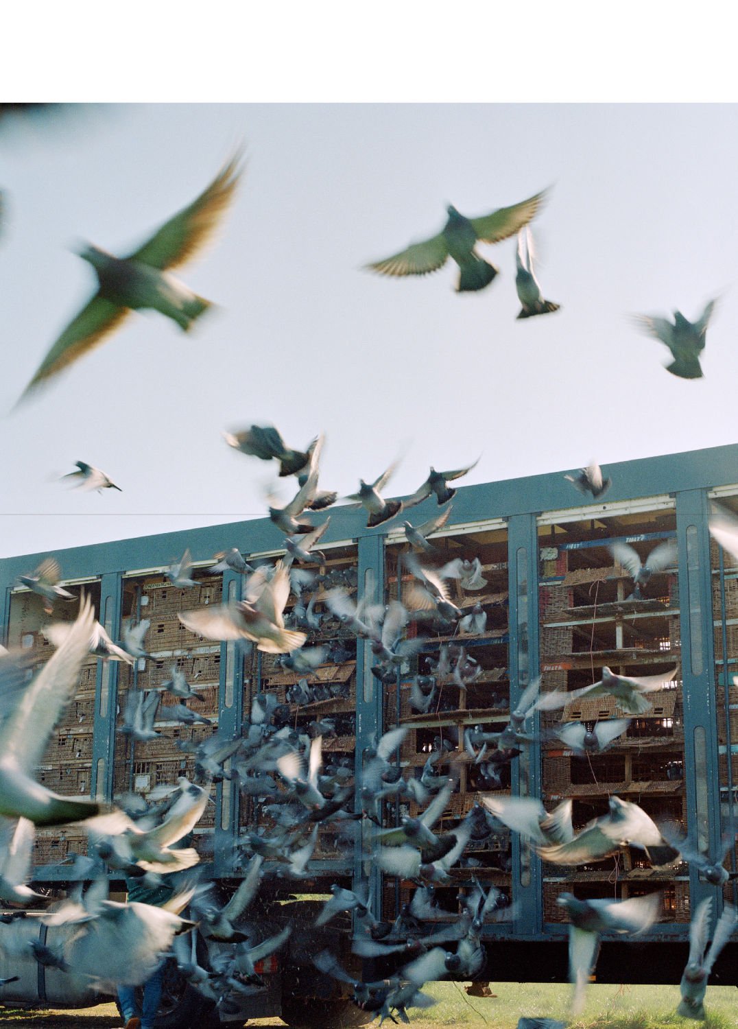 Pigeon Paradise by Lucas Castel - Tipi bookshop