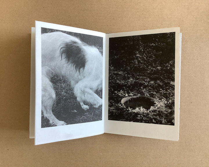 Rock. Bird. Fire. by Boris Snauwaert - Tipi bookshop