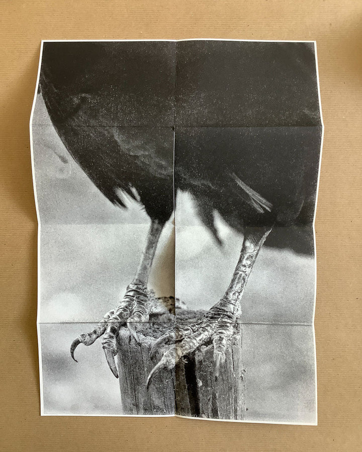Rock. Bird. Fire. by Boris Snauwaert - Tipi bookshop